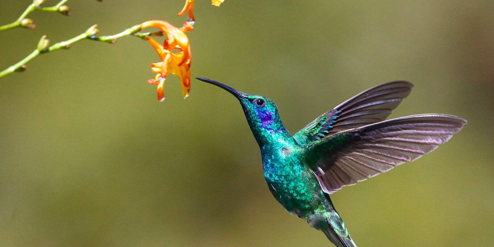 colibri símbolo do corretor de imóveis