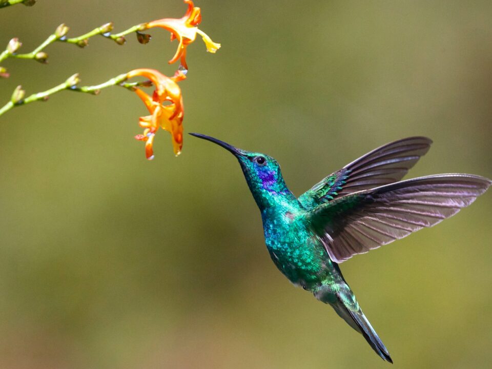 colibri símbolo do corretor de imóveis